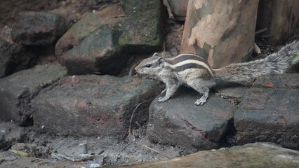 Fototapeta premium The Squirrels: Close-up of a squirrel in natural habitat, showcasing its expressive eyes, fluffy tail, and tiny paws, capturing a moment of curiosity