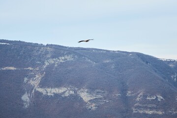 A bird is flying high in the sky above a snowy mountain. The sky is clear and the bird is soaring through the air