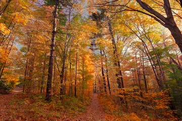 amazing,beautiful inviting, majestic view of autumn forest at sunset time