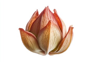 A close-up view of a single flower on a clean white surface, ideal for use in product promotions or as a design element