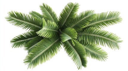 Palm tree branch  green leaves, cut out top view isolated on white a background