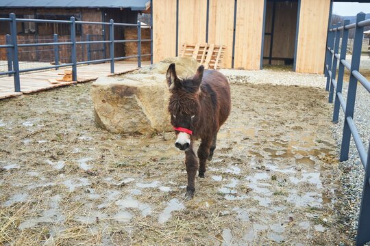 The animal is a mammalian donkey. Raising animals on a farm.