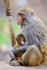 Naklejka premium Heartwarming Moment of a Mother Monkey Embracing Her Baby