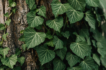green ivy leaves