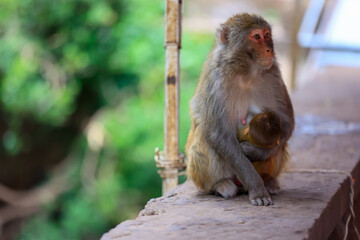 Heartwarming Moment of a Mother Monkey Embracing Her Baby


