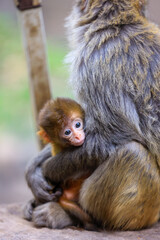 Heartwarming Moment of a Mother Monkey Embracing Her Baby

