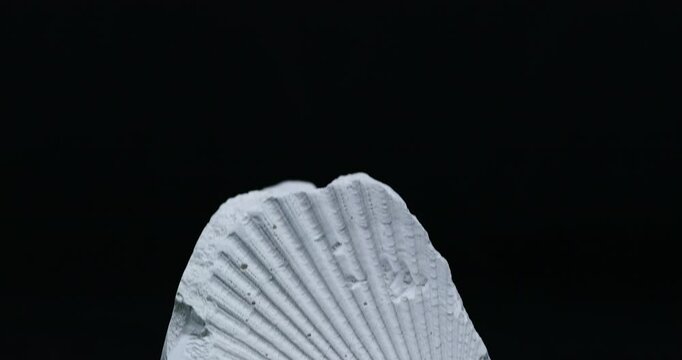 Paleontology, ancient seashell imprint fossil for display
