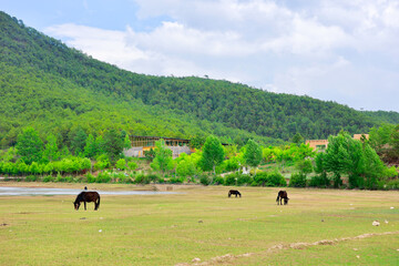 Scenic Reservoir Surrounded by Mountains with Horse Grazing on Lush Grassland
