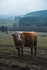 White brown cow on the moody green field