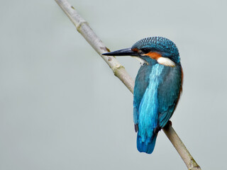 Common Kingfisher bird on a branch