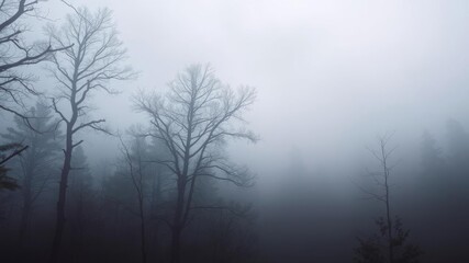 Mystical fog covering forest trees creating a dreamy and atmospheric wallpaper, atmospheric, fog