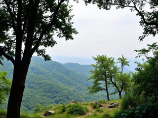 Fototapeta premium Lush green forest with tall trees and sunlight filtering through the dense canopy, discovery, protection