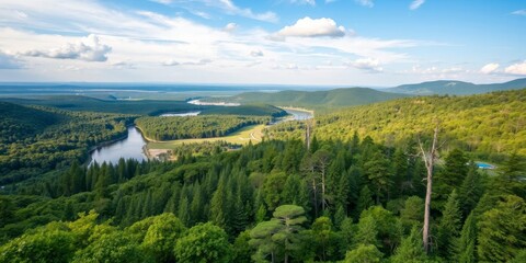 Lush green forest with tall trees and sunlight filtering through branches, adventure, outdoors