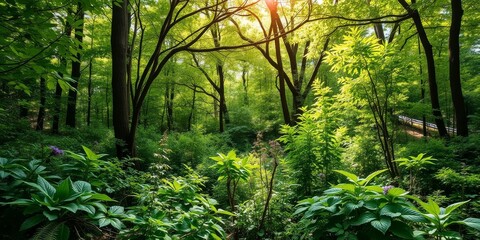 Lush green forest with sunlight streaming through the canopy, creating a tranquil and serene atmosphere, eco-friendly, sunlight