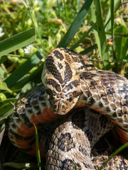 Closeup of snakes mating at the fields