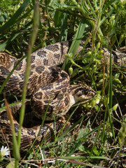 Closeup of snakes mating at the fields