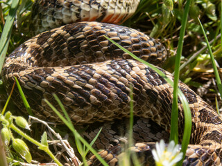Closeup of snakes mating at the fields