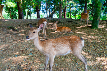 Wild deer in Nara Park in Japan. Deers are symbol of Nara's greatest tourist attraction