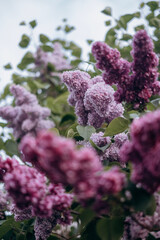 lilac flowers in the garden
