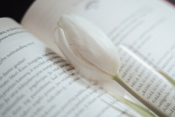 white tulip on the book