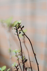 branch of a tree with buds