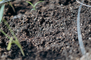 close up of the ground