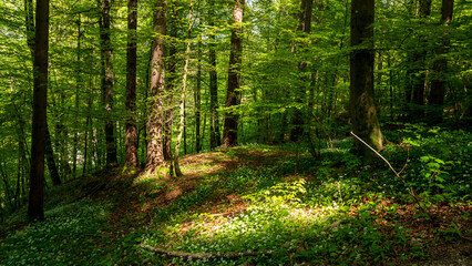 Forêt avec petites fleurs blanches au sol avec poches de lumières