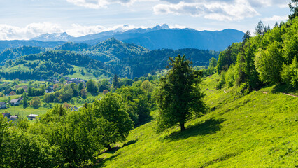 Colline verdoyante sous le soleil avec un arbre au milieu et vue sur la vallée et les montagnes au...