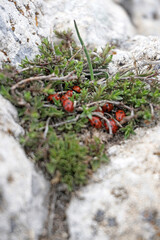 Rocca Calascio, Abruzzo