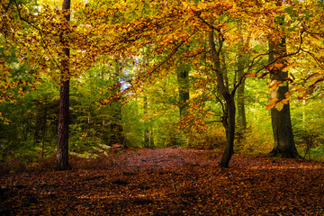 Ścieżka na Diablej Górze w Bukownie jesienną porą © pinus25