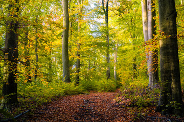Ścieżka na Diablej Górze w Bukownie jesienną porą © pinus25