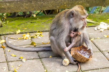 Monkeys in a forest in Bali, Indonesia