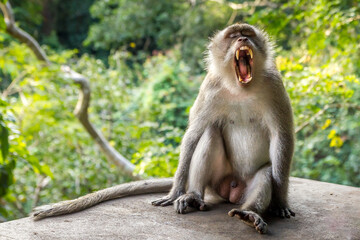 Monkey in a forest in Bali, Indonesia
