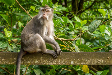 Monkey in a forest in Bali, Indonesia