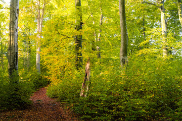 Ścieżka na Diablej Górze w Bukownie jesienną porą © pinus25