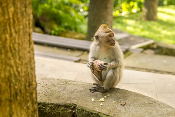 Fototapeta premium Monkey in a forest in Bali, Indonesia