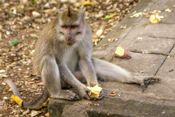 Monkey in a forest in Bali, Indonesia