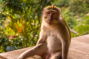 Monkey in a forest in Bali, Indonesia