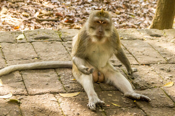 Fototapeta premium Monkey in a forest in Bali, Indonesia