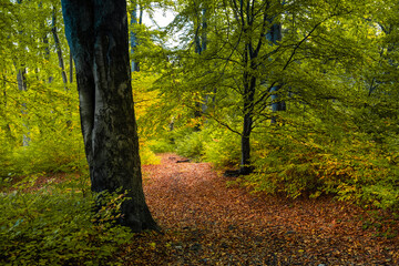 Ścieżka na Diablej Górze w Bukownie jesienną porą © pinus25
