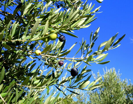 olive fruits ripenning on olive tree, south of france. mediterranean agriculture. Close up of tree branch and olives  in blue sky