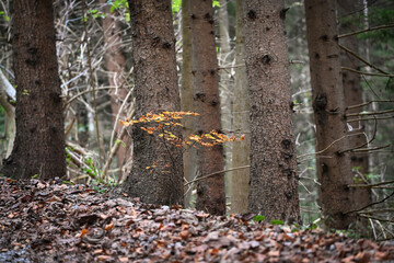 tree in autumn