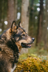 Portrait of a dog