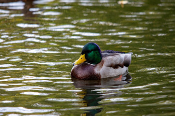 Obraz premium Stockente im Profil auf dem Wasser