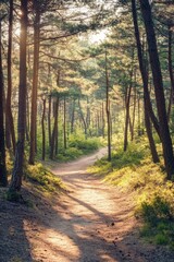 Fototapeta premium An inviting forest pathway, bathed in the warmth of early morning sunlight.