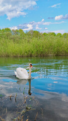 łabędź płynący rzeką © Krzysztof