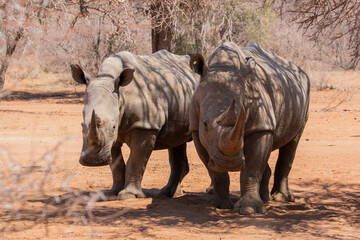 white rhino in Mokolodi Game reserve