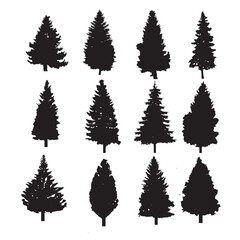 Fototapeta premium Tree silhouette, black spruce on white background