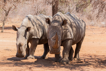 Obraz premium white rhino in Mokolodi Game reserve