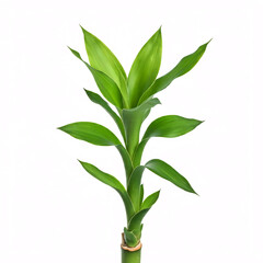 Fototapeta premium green lucky bamboo plant isolated on white background